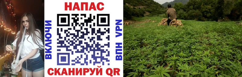 маркетплейс состав  Городовиковск  Шишки марихуана семена  где купить наркоту 